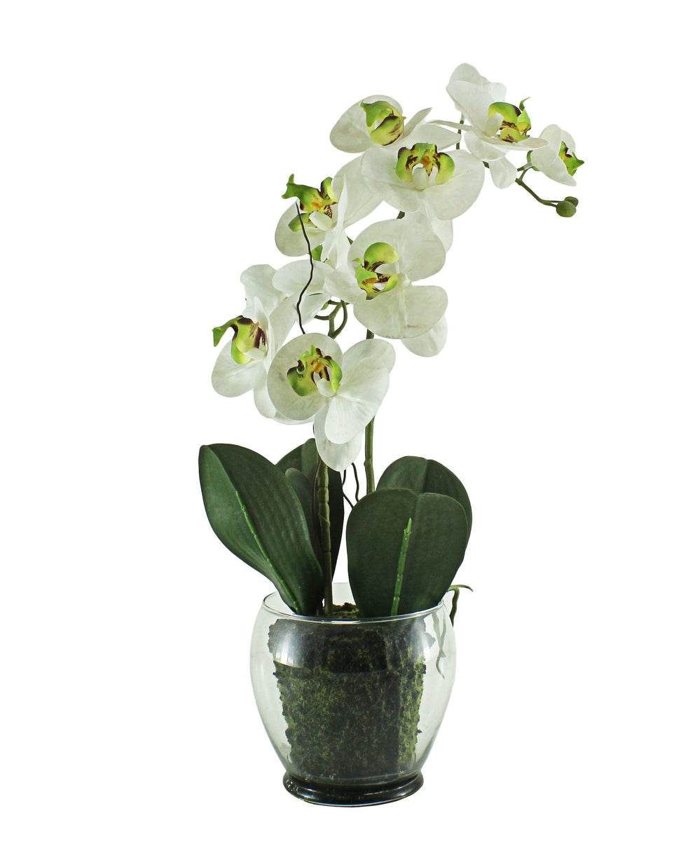 Eetrite Phal Pot Plant 48CM - White