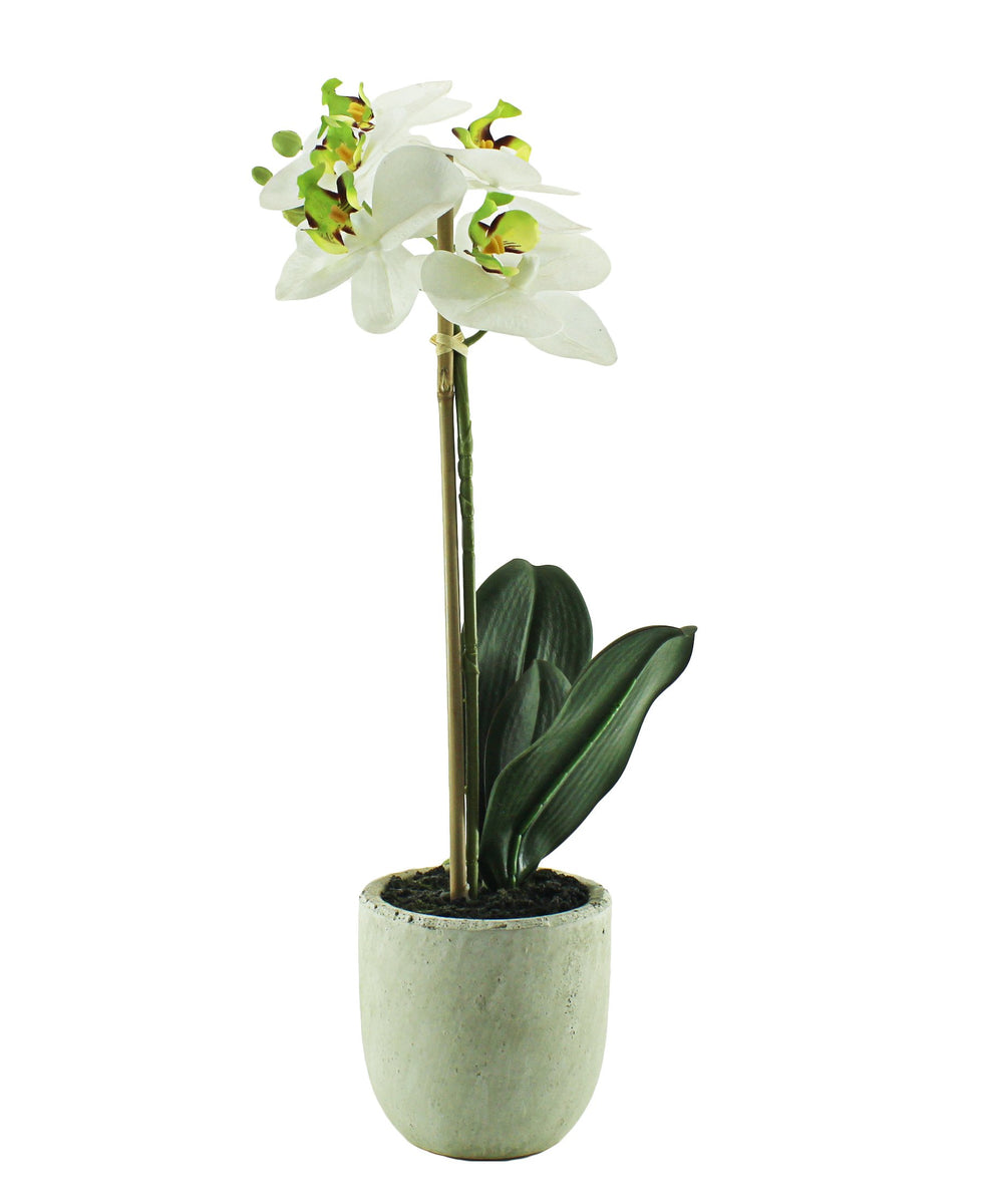 Eetrite Phal Cement Pot Plant - White