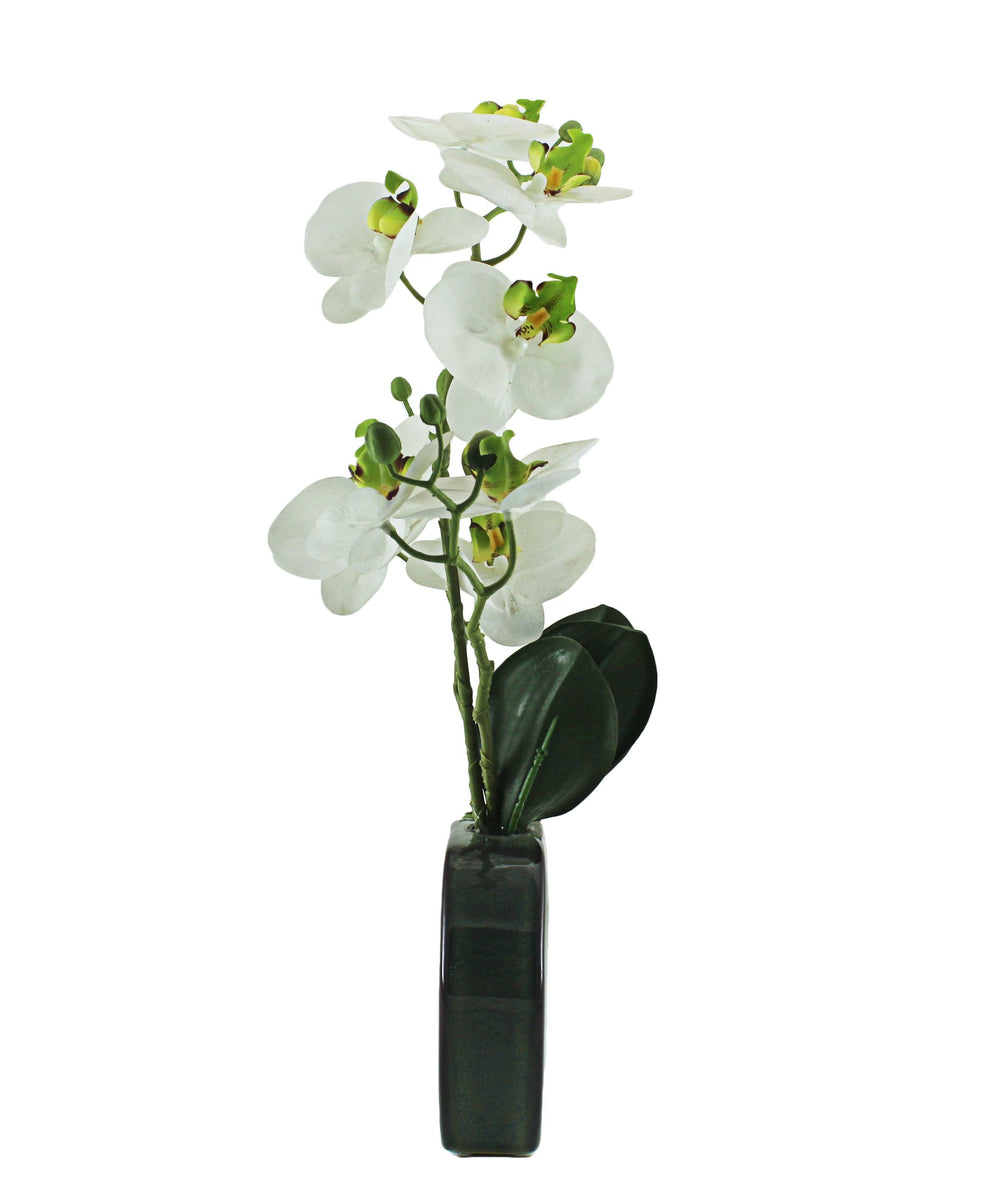 Eetrite Phal Pot Plant 43CM - White