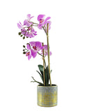 Orchid In Pot Plant 50CM - Pink