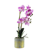 Orchid In Pot Plant 50CM - Pink