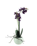 Orchid In Pot Plant 35CM - Purple