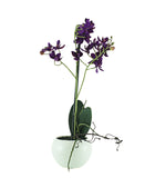 Orchid In Pot Plant 35CM - Purple