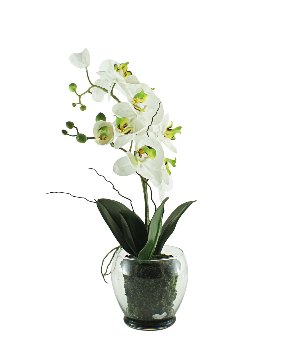 Eetrite Phal Pot Plant 48CM - White