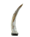 Aesthetic Horn - Cream