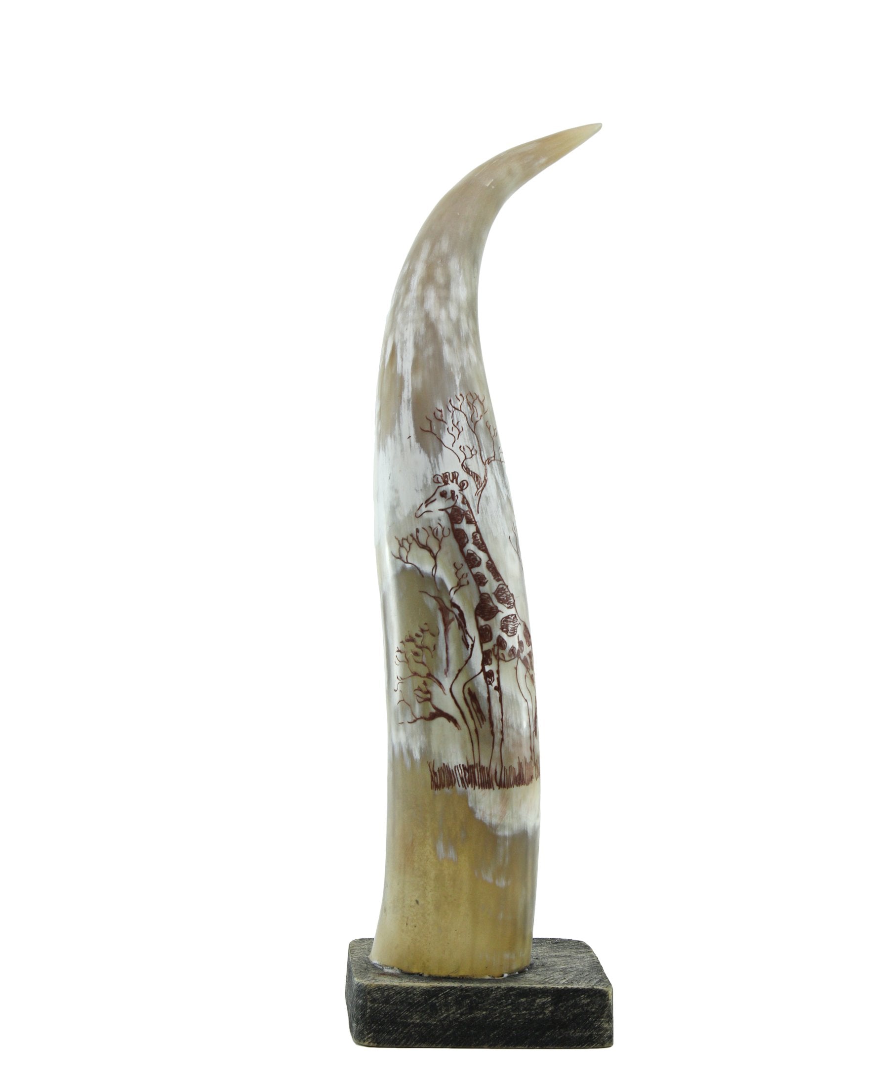 Aesthetic Horn - Cream